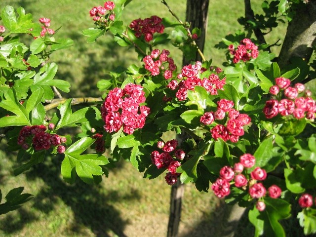 Crataegus